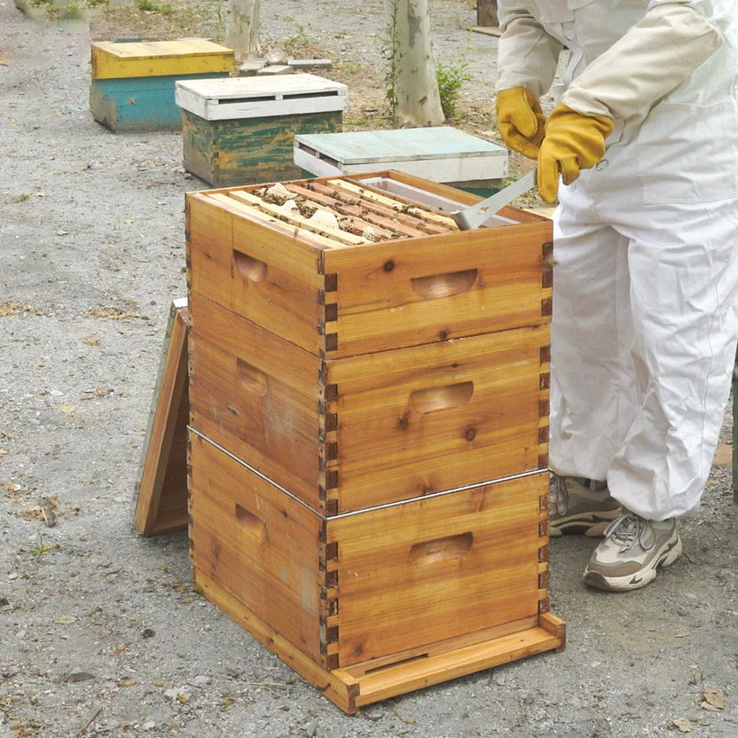 10 Frame Langstroth Hive Beeswax Coated Complete Beehive Kit | With Frames & Foundations
