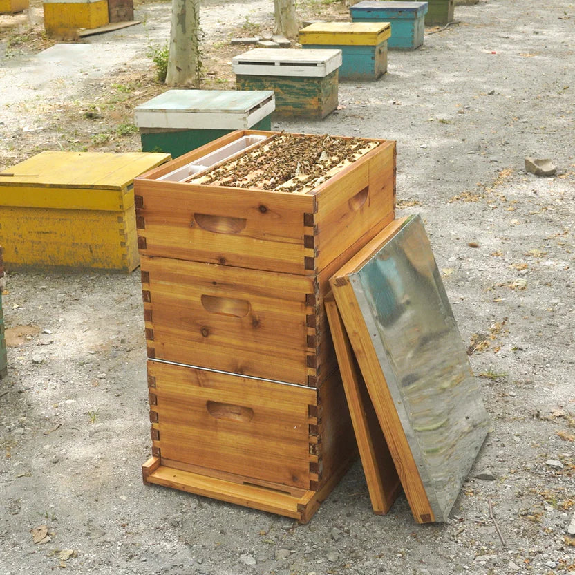 10 Frame Langstroth Hive Beeswax Coated Complete Beehive Kit | With Frames & Foundations