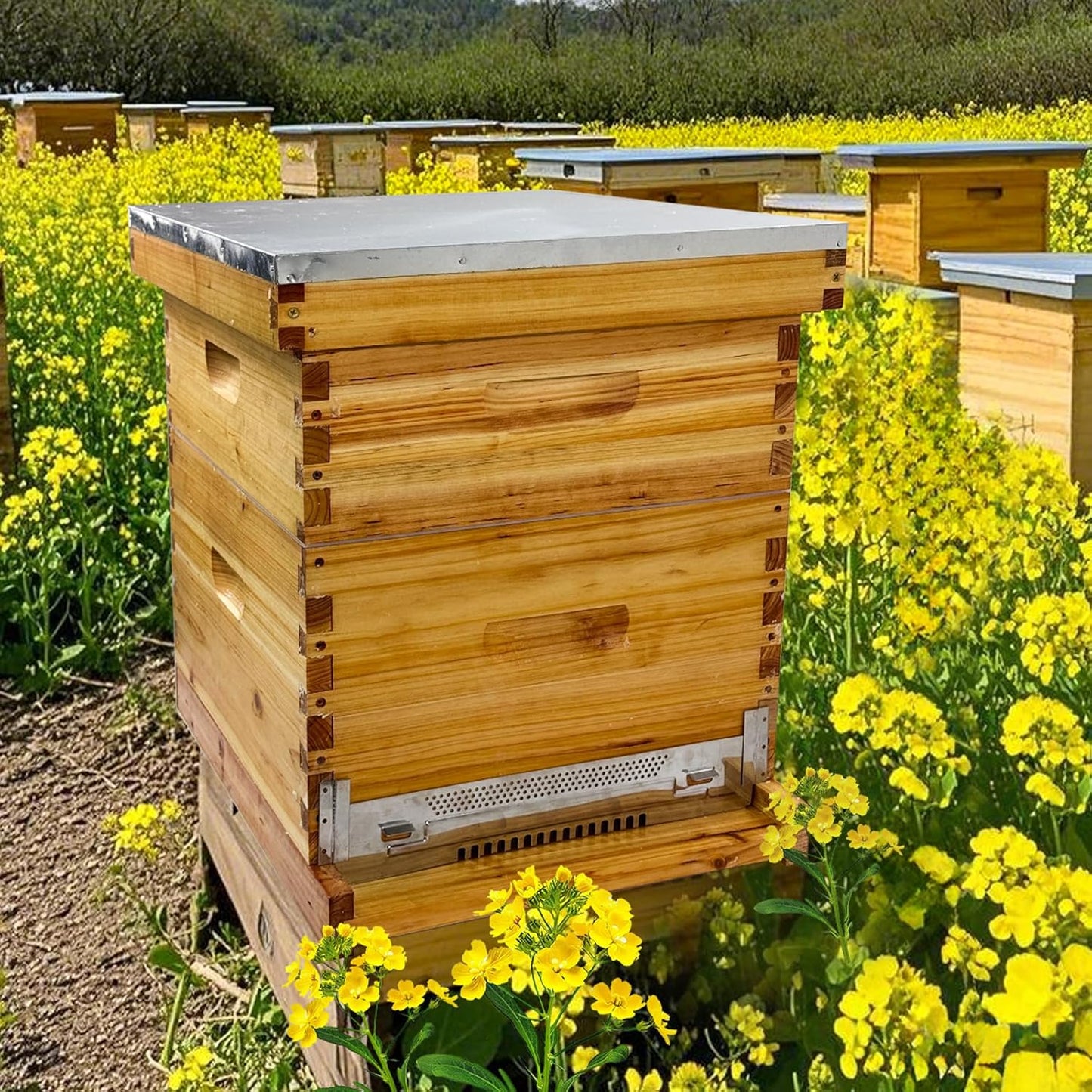 Hiveaura 8 Frame Langstroth Beehive, Beeswax Coated Hive Box with Frames and Waxed Foundations, 1 Deep & 1 Medium Box for Beginner Beekeepers